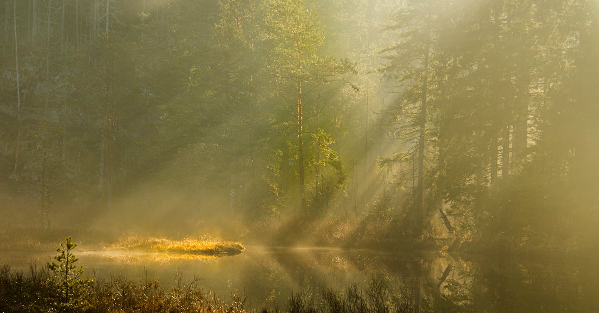 découvrez auray, une charmante commune bretonne alliant patrimoine historique et paysages naturels époustouflants. explorez ses ruelles pittoresques, ses maisons à colombages et le célèbre port de saint-goustan. profitez d'une escapade paisible au cœur de la bretagne!